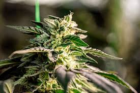 Exploring the Landscape of Marijuana Seeds New Hampshire