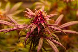 Exploring the Landscape of Marijuana Seeds New Hampshire